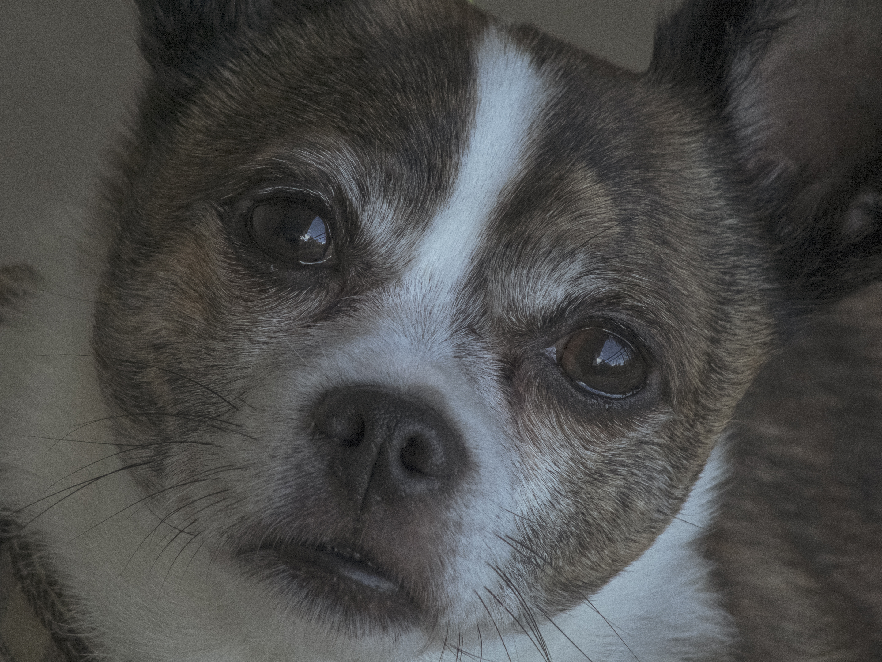 Otis